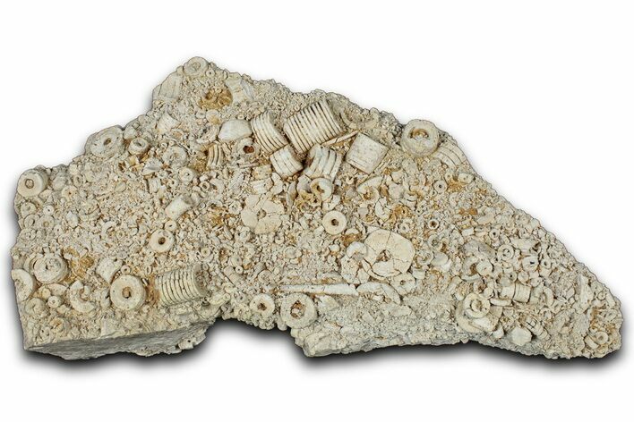 Mississippian Fossil Crinoid Stem Cluster - Kentucky #358769